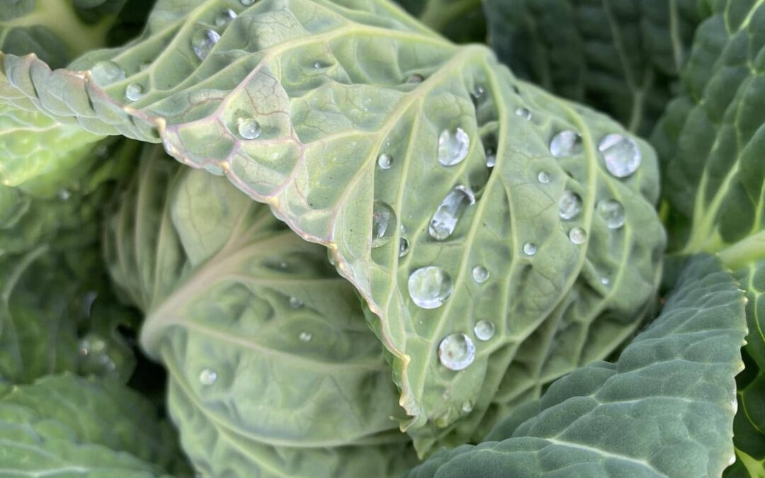 articles Informations et Nouvelles Bio d&rsquo;Aqui 0683